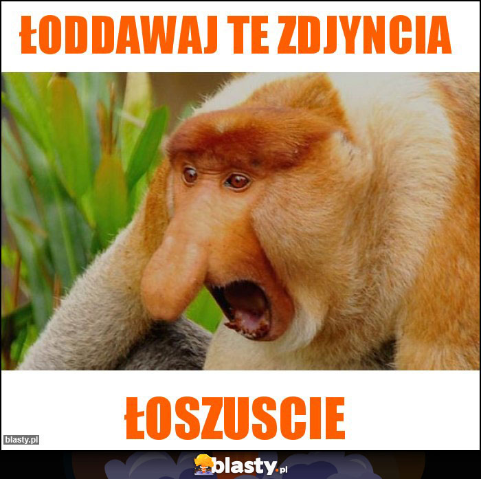 łoddawaj te zdjyncia