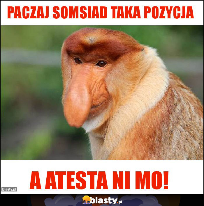 Paczaj somsiad taka pozycja