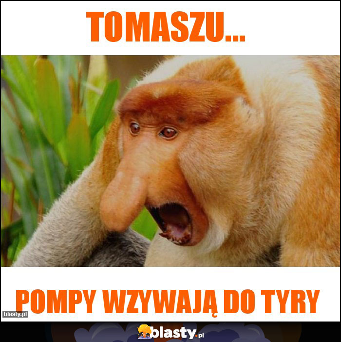 Tomaszu...