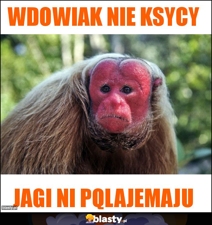 Wdowiak nie ksycy