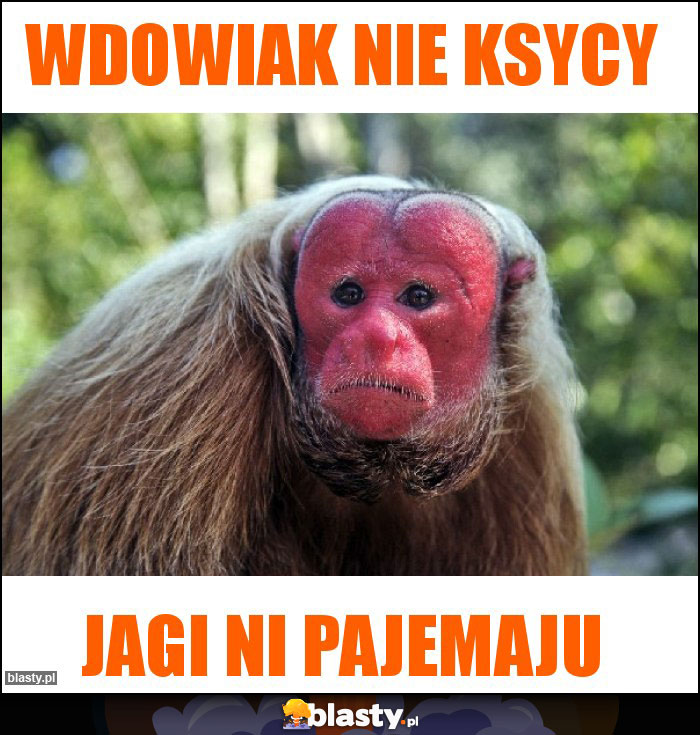 Wdowiak nie ksycy