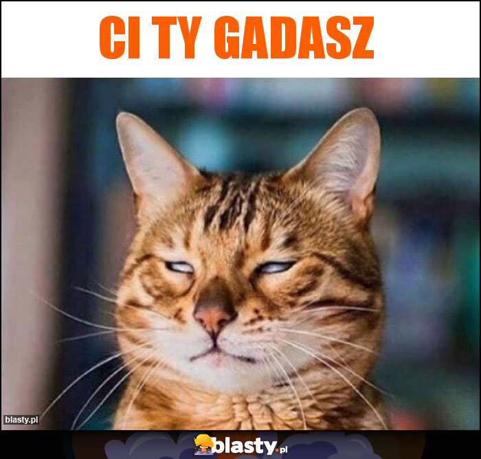 ci ty gadasz