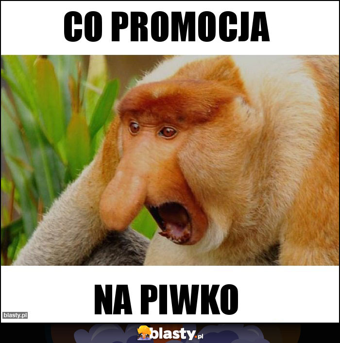 Co promocja