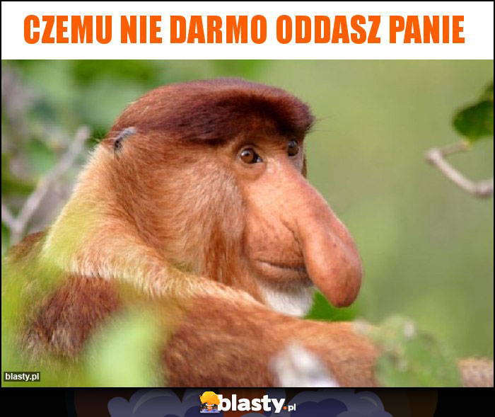 czemu nie darmo oddasz panie