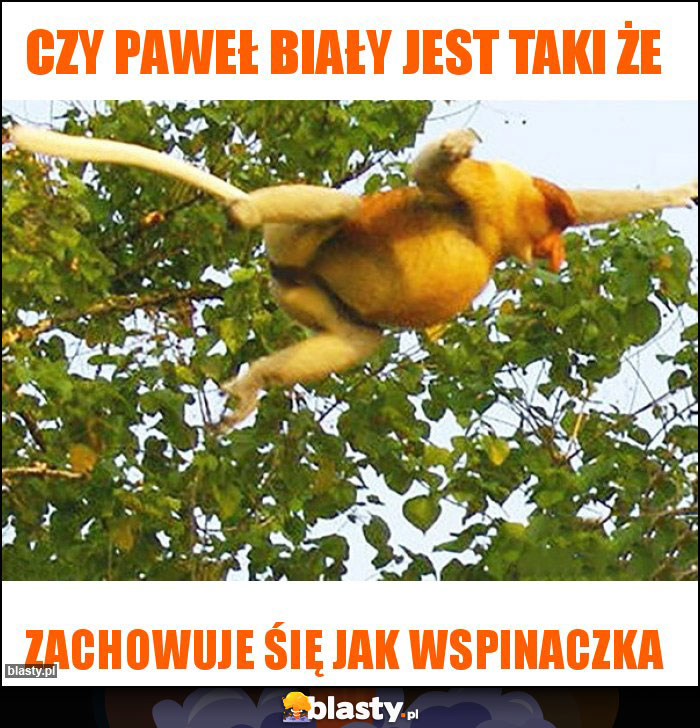 Czy Paweł biały jest taki że