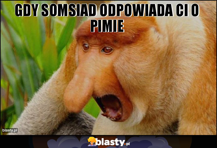 Gdy somsiad odpowiada Ci o PIMie