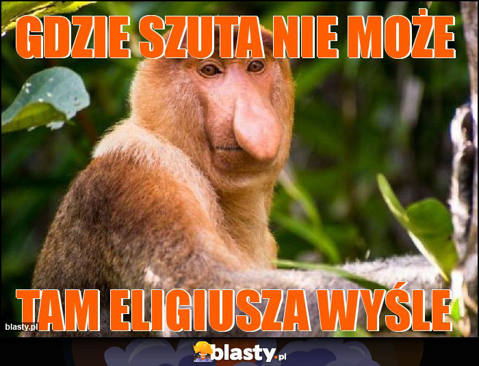 gdzie szuta nie może