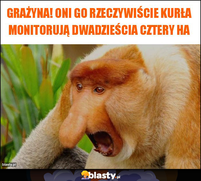 Grażyna! Oni go rzeczywiście kurła monitorują dwadzieścia cztery HA