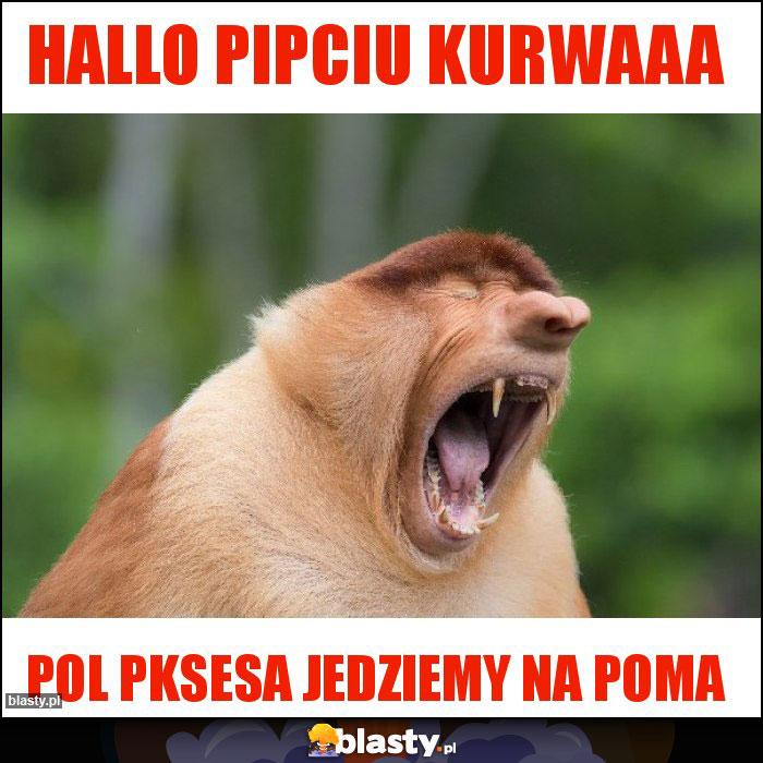 Hallo pipciu kurwaaa