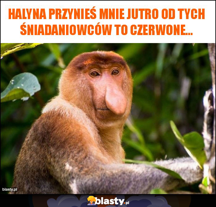 Halyna przynieś mnie jutro od tych Śniadaniowców to czerwone...