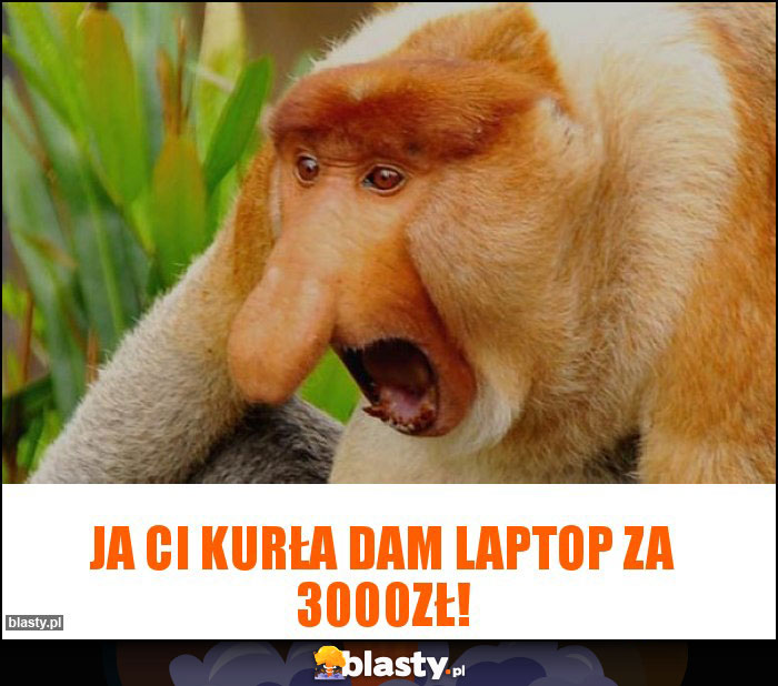 Ja ci kurła dam laptop za 3000zł!