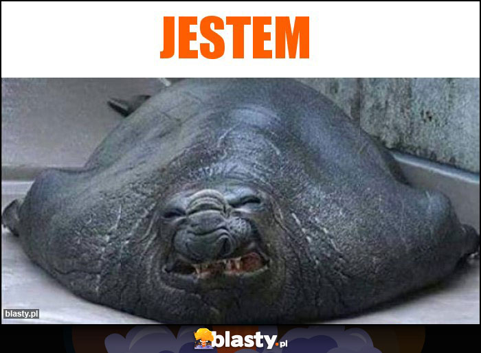 Jestem