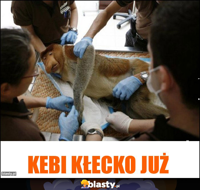 Kebi kłecko już