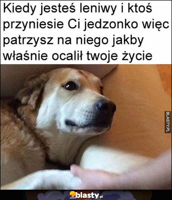 Kiedy jesteś leniwy i ktoś przyniesie Ci jedzonko więc patrzysz na niego jakby właśnie ocalił Twoje życie pies