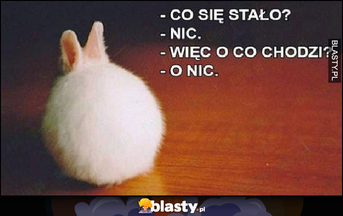 Królik zając co się stało? Nic, więc o co chodzi? O nic