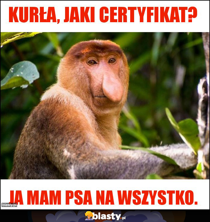 Kurła, jaki certyfikat?