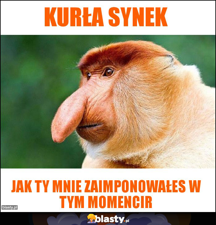 Kurła synek