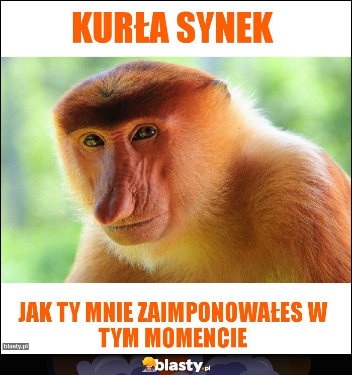 Kurła synek