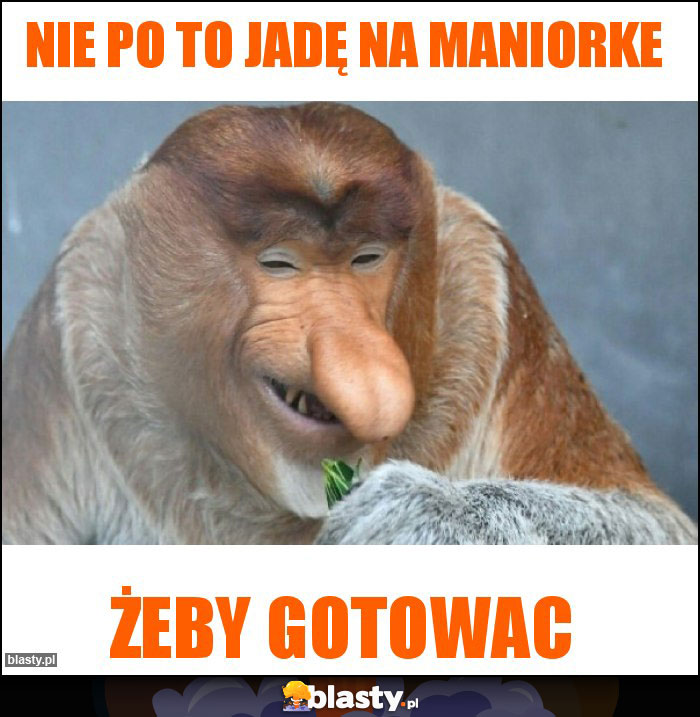 Nie po to jadę na maniorke