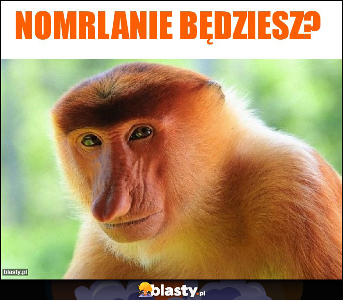 Nomrlanie będziesz?