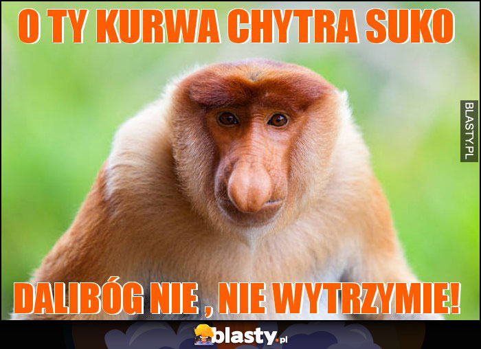 O ty kurwa chytra suko