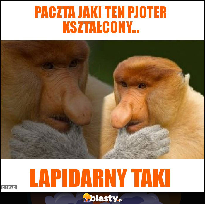 Paczta jaki ten PJOTER kształcony...