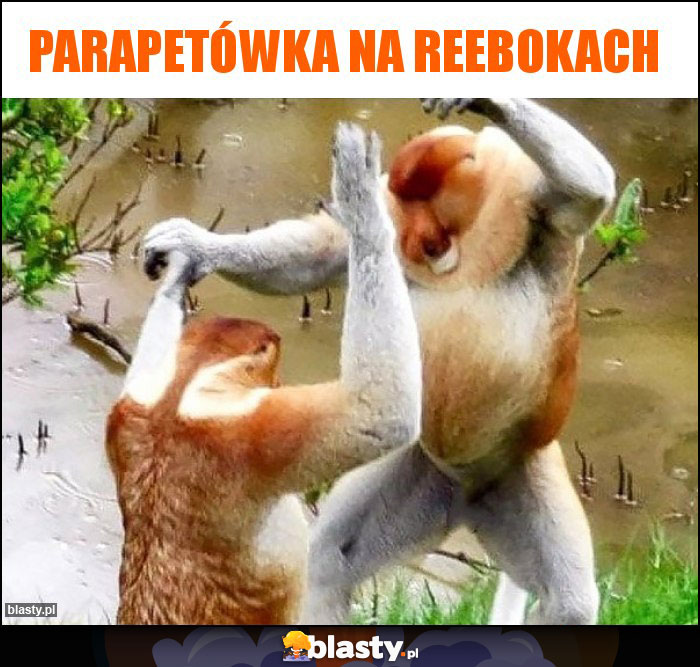 Parapetówka na reebokach