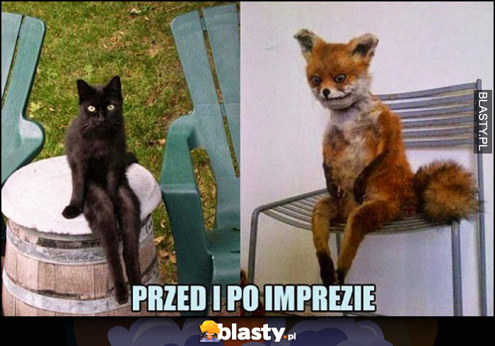 Przed i po imprezie kot lis siedzą na krześle