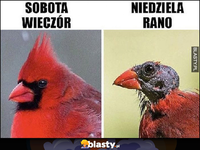 Sobota wieczór vs niedziela rano ptak oskubany z piór