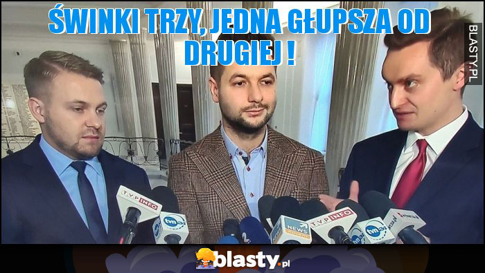 Świnki trzy, jedna głupsza od drugiej !