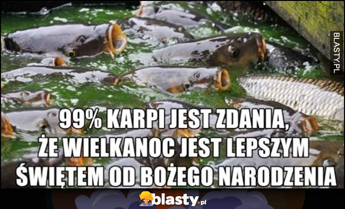 99% karpi jest zdania, że wielkanoc jest lepszym świętem od Bożego Narodzenia