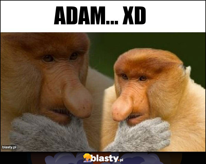 Adam... Xd