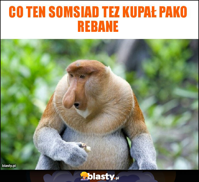 Co ten somsiad tez kupał pako rebane