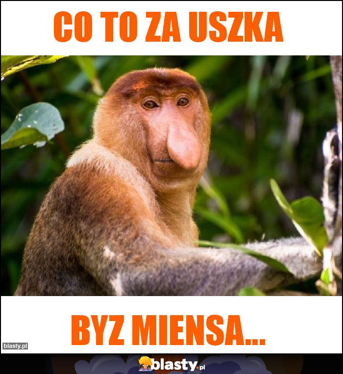 Co to za uszka