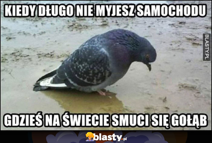 Kiedy długo nie myjesz samochodu gdzieś na świecie smuci się gołąb