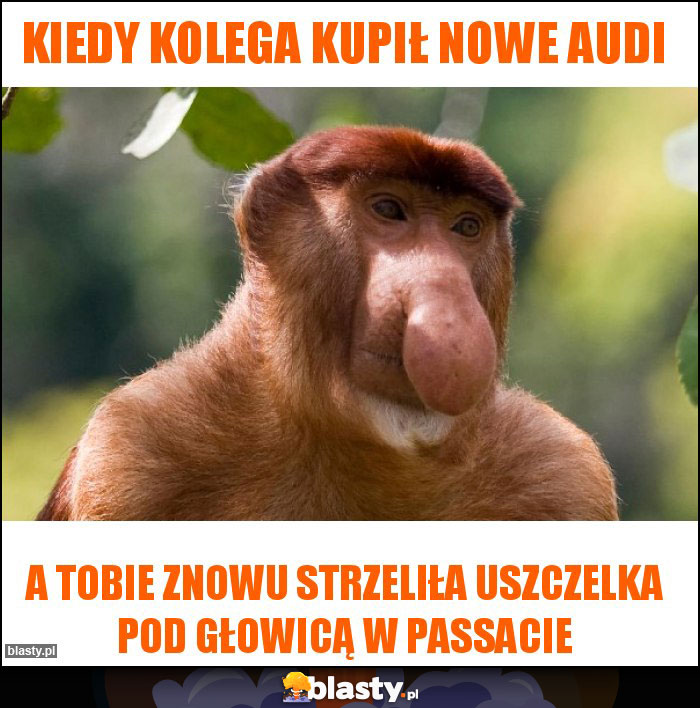 kiedy kolega kupił nowe Audi