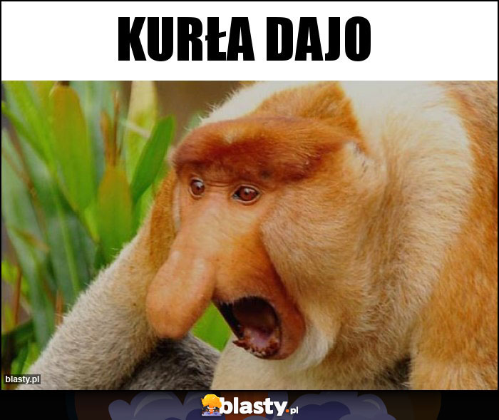 KURŁA DAJO