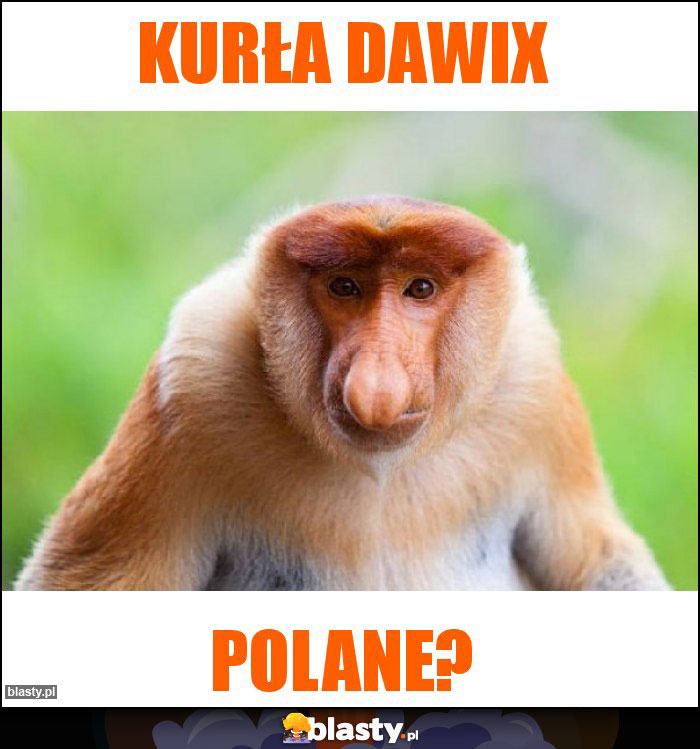 Kurła dawix