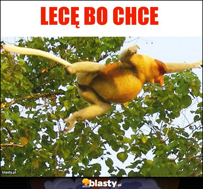 Lecę bo chce