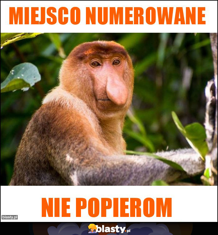 MIEJSCO NUMEROWANE