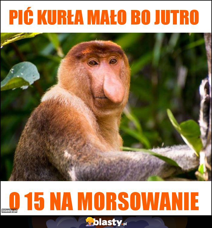 Pić kurła mało bo jutro