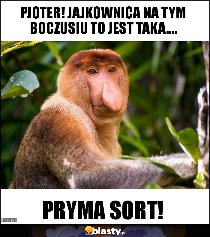 Pjoter! Jajkownica na tym boczusiu to jest taka....