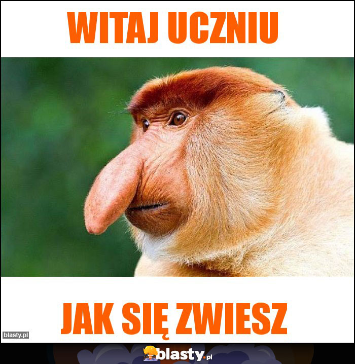 witaj uczniu