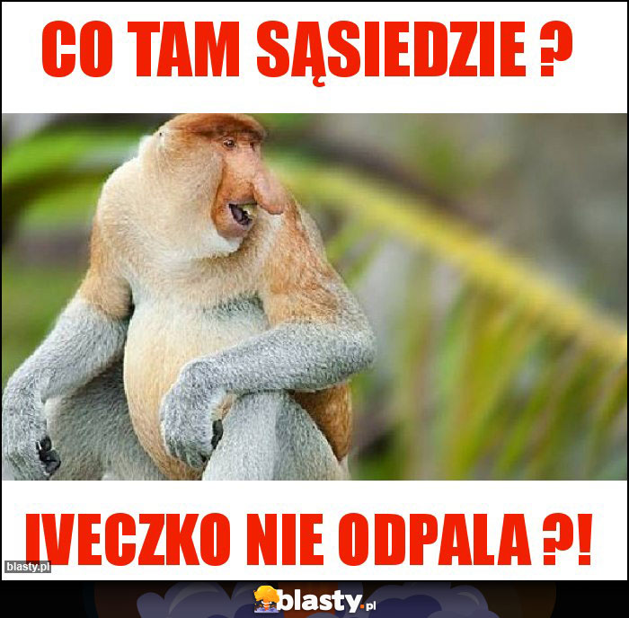 CO TAM SĄSIEDZIE ?