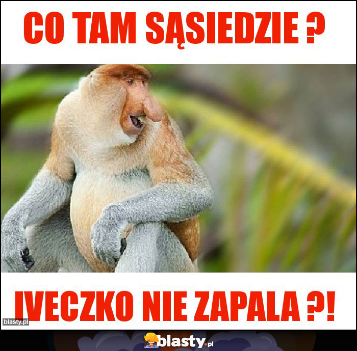 CO TAM SĄSIEDZIE ?