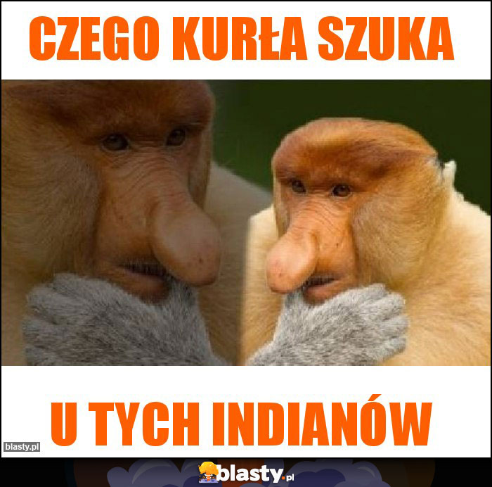 Czego kurła szuka