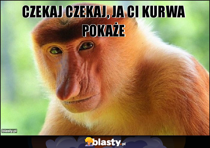 Czekaj czekaj, ja Ci kurwa pokaże