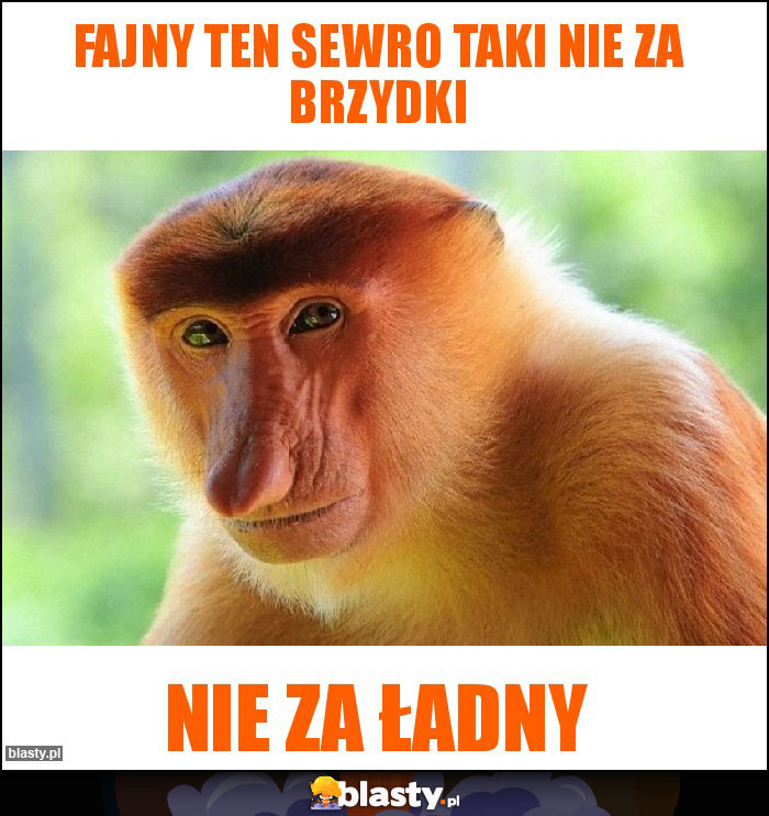 Fajny ten sewro taki nie za brzydki