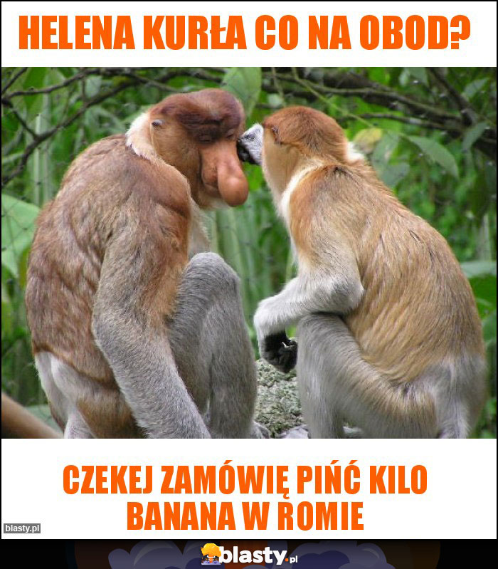 Helena kurła co na obod?