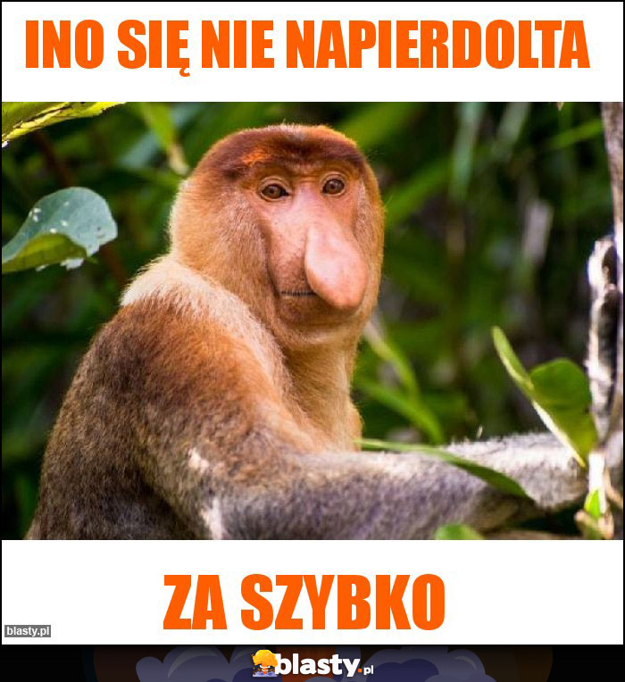 INO SIĘ NIE NAPIERDOLTA